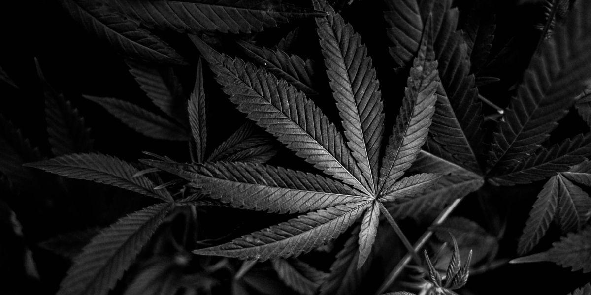 cannabis in eastern new mexico