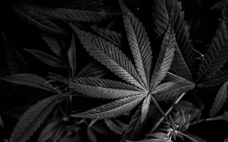 cannabis in eastern new mexico